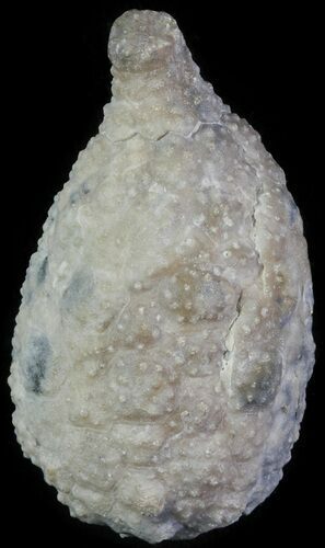 Cystoid (Holocystites) Fossil - Indiana #61987
